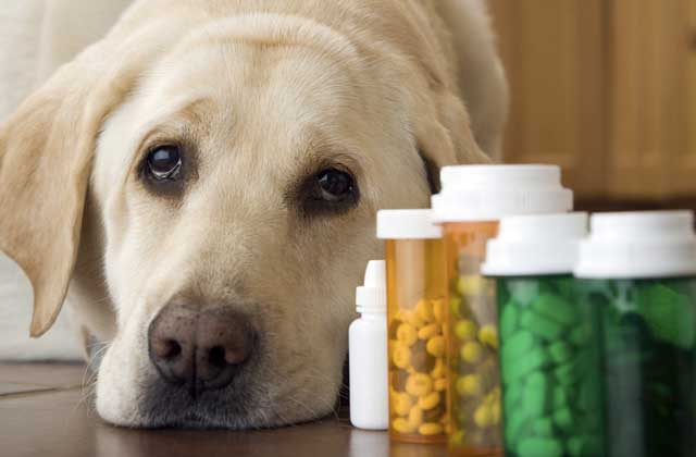 “狗药”真能抗癌？有科学依据，但毒副作用无法预知 